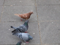 Blackpool Brown Pigeon 5.jpg